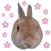 House fluffy rabbit sticker #15918150