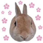 House fluffy rabbit sticker #15918150