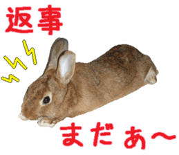House fluffy rabbit sticker #15918151