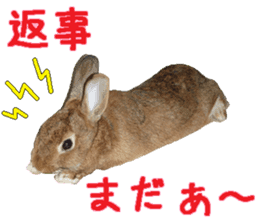 House fluffy rabbit sticker #15918151