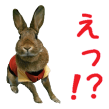 House fluffy rabbit sticker #15918152