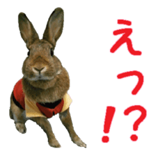 House fluffy rabbit sticker #15918152