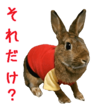 House fluffy rabbit sticker #15918153