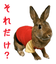 House fluffy rabbit sticker #15918153