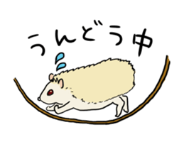 Hdgehog Kohaku sticker #15918197