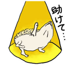 Hdgehog Kohaku sticker #15918203