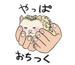 Hdgehog Kohaku sticker #15918228