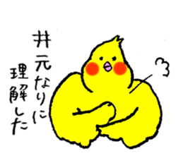 Cockatiel's name is Imoto sticker #15918829