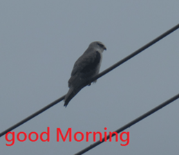 Good bell sticker #15922045