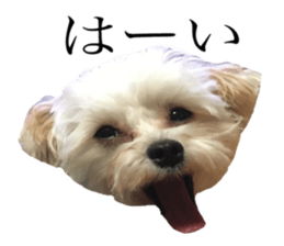 MOCO's everyday. sticker #15923850