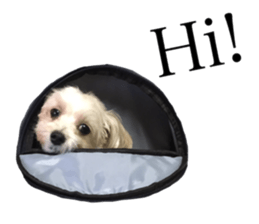 MOCO's everyday. sticker #15923854