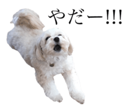 MOCO's everyday. sticker #15923857