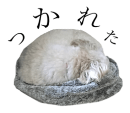 MOCO's everyday. sticker #15923867