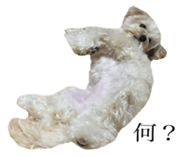 MOCO's everyday. sticker #15923876