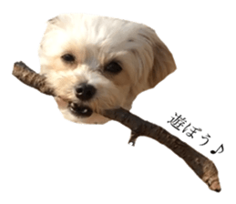 MOCO's everyday. sticker #15923885