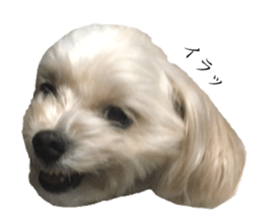 MOCO's everyday. sticker #15923888