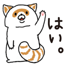 White Raccoon dog SHIROTANU sticker #15924594