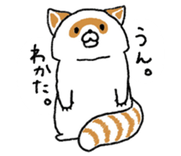 White Raccoon dog SHIROTANU sticker #15924606