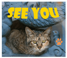 street Cat images -1 sticker #15925506