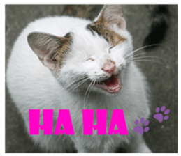 street Cat images -1 sticker #15925508