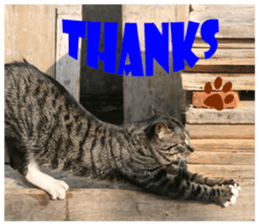 street Cat images -1 sticker #15925510