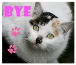 street Cat images -1 sticker #15925511