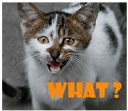 street Cat images -1 sticker #15925512