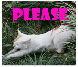 street Cat images -1 sticker #15925513