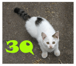 street Cat images -1 sticker #15925515