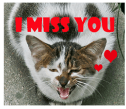 street Cat images -1 sticker #15925516