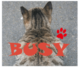 street Cat images -1 sticker #15925518