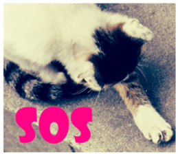 street Cat images -1 sticker #15925519