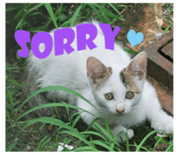 street Cat images -1 sticker #15925520