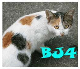 street Cat images -1 sticker #15925521