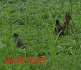 Village sticker #15926267