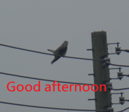 Village sticker #15926268