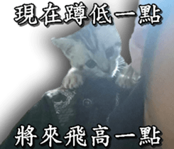 Yoyo say....... sticker #15932218