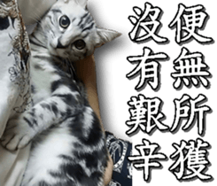 Yoyo say....... sticker #15932221