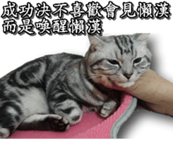 Yoyo say....... sticker #15932222