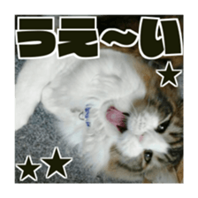 Cool cats photo stickers! (jp) sticker #15932586