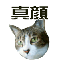 Cool cats photo stickers! (jp) sticker #15932587