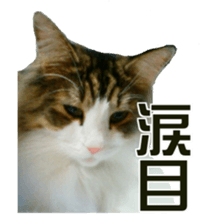 Cool cats photo stickers! (jp) sticker #15932589