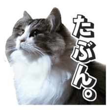 Cool cats photo stickers! (jp) sticker #15932591