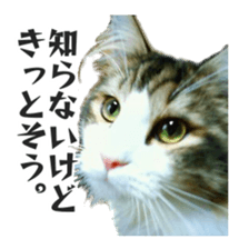 Cool cats photo stickers! (jp) sticker #15932592