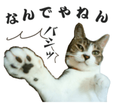 Cool cats photo stickers! (jp) sticker #15932593