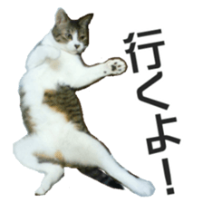 Cool cats photo stickers! (jp) sticker #15932594