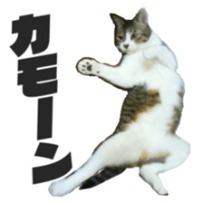 Cool cats photo stickers! (jp) sticker #15932595