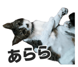 Cool cats photo stickers! (jp) sticker #15932596