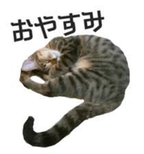 Cool cats photo stickers! (jp) sticker #15932597