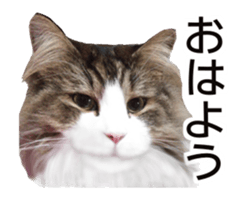 Cool cats photo stickers! (jp) sticker #15932598